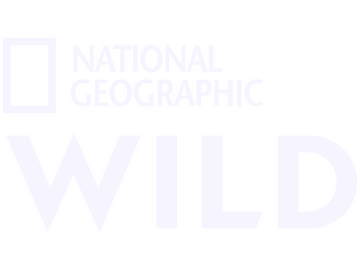 Logo de [EN] National Geographic Wild HD