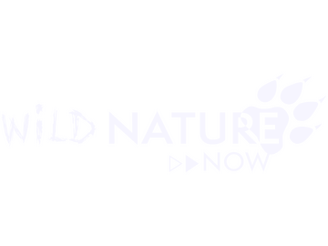 Logo de [EN] Wild Nature Now